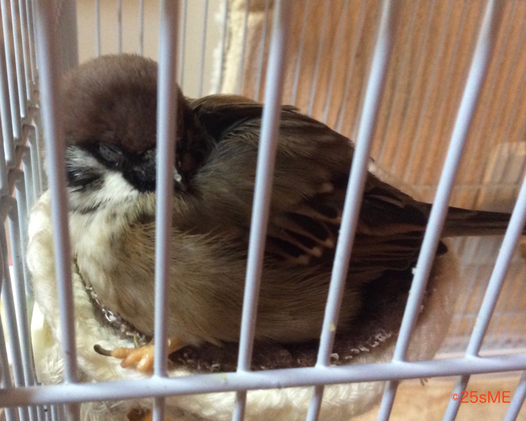 f:id:nikosuzumemi:20170124135342j:plain f:id:nikosuzumemi:20170124135342j:plain