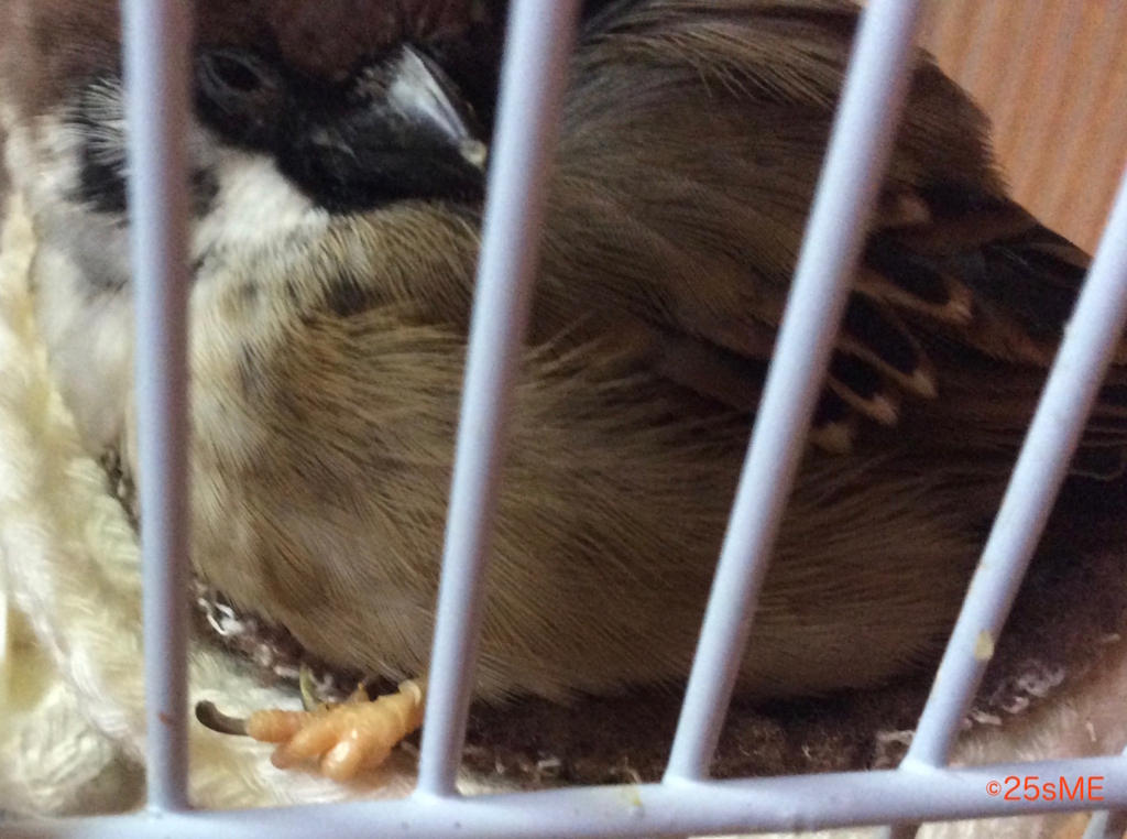 f:id:nikosuzumemi:20170124135353j:plain f:id:nikosuzumemi:20170124135353j:plain