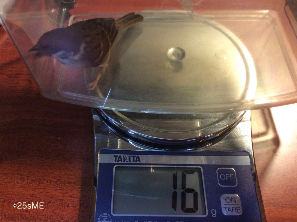 f:id:nikosuzumemi:20170127195627j:plain f:id:nikosuzumemi:20170127195627j:plain