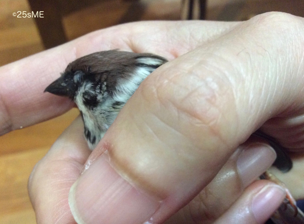 f:id:nikosuzumemi:20170127200631j:plain f:id:nikosuzumemi:20170127200631j:plain