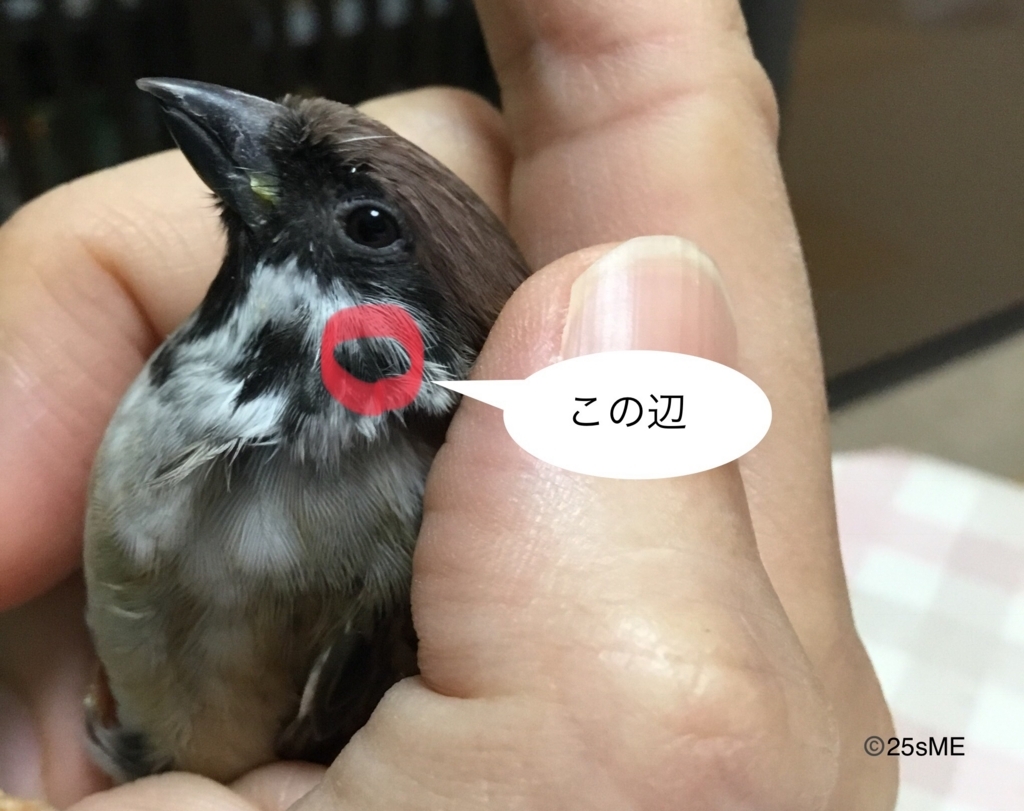 スズメの耳 僕はスズメ 人と暮らしています