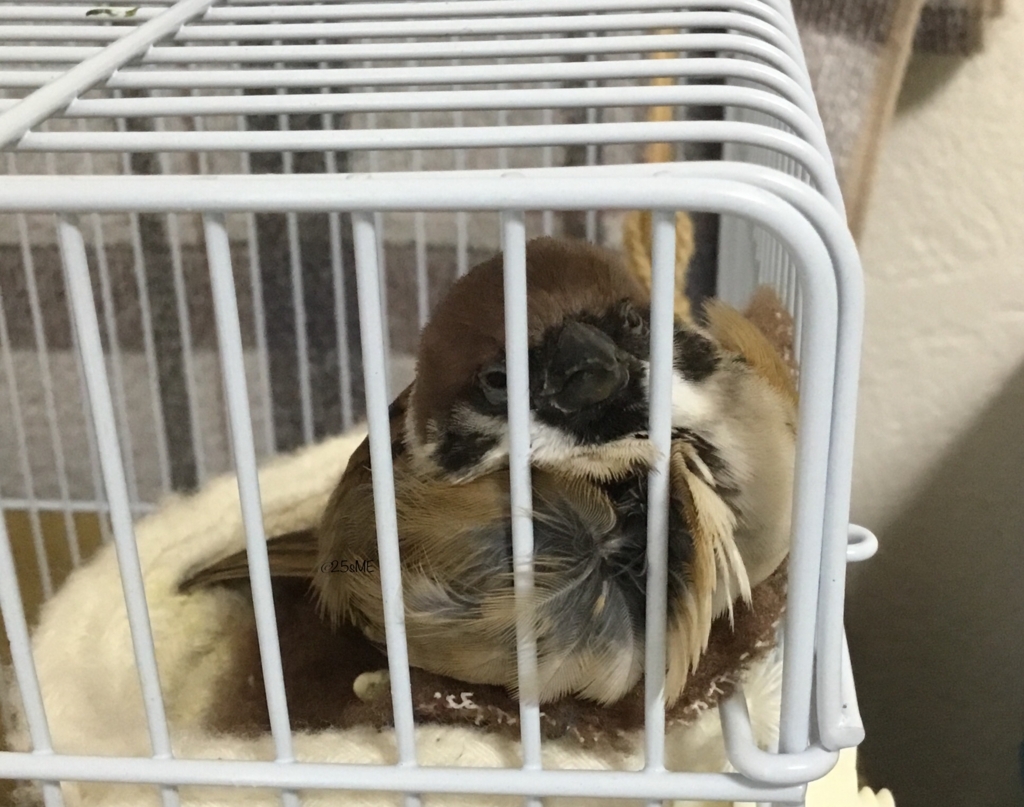 f:id:nikosuzumemi:20180818100050j:plain f:id:nikosuzumemi:20180818100050j:plain