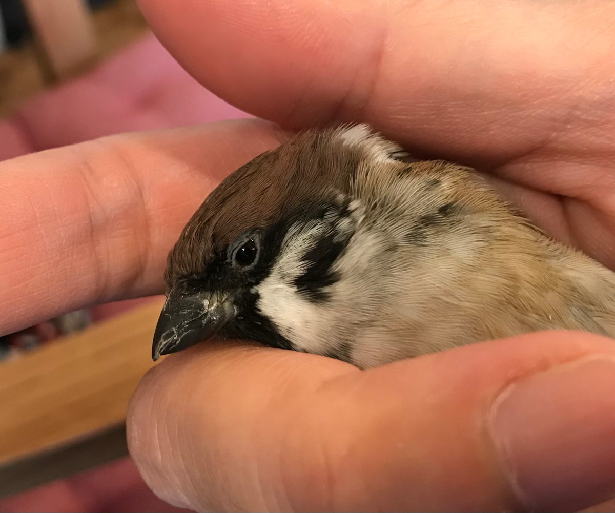 小鳥が怖い 僕はスズメ 人と暮らしています