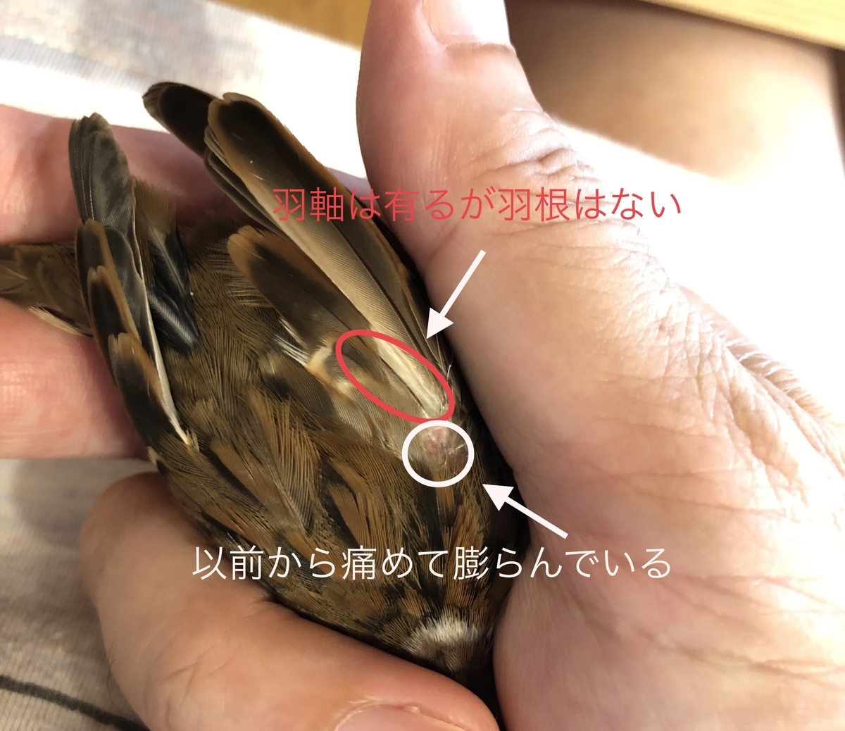 2021年換羽報告1 - 僕はスズメ、人と暮らしています