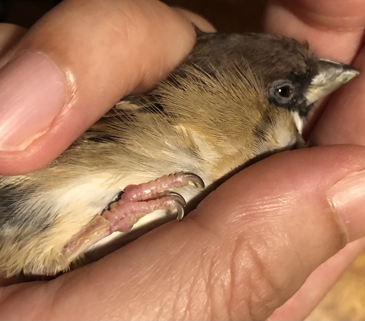 僕はスズメ 人と暮らしています 僕はスズメ 人と暮らしています
