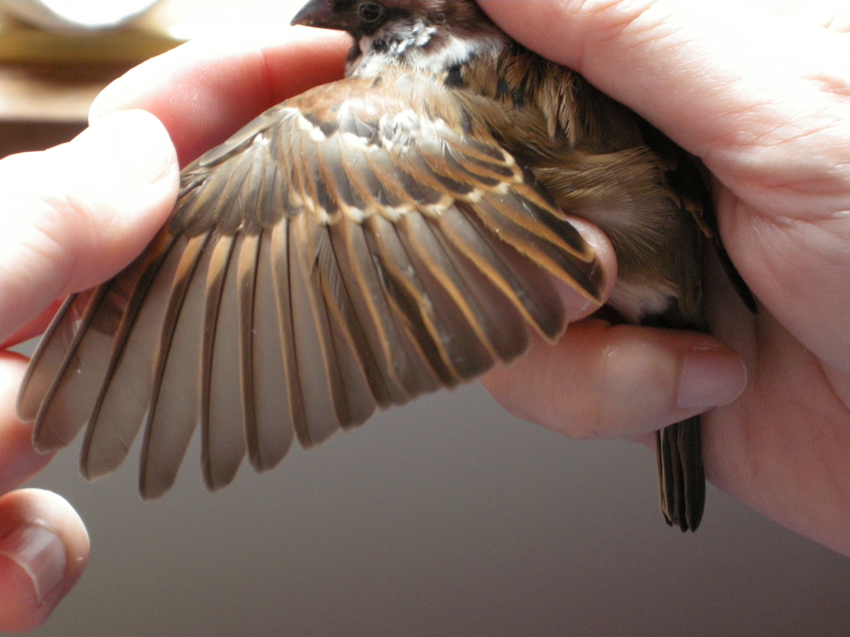 スズメの翼 16年3月 僕はスズメ 人と暮らしています