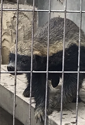 夏休み後半 無敵のムテ吉との思い出 東山動植物園 にくの主に宝塚ブログ