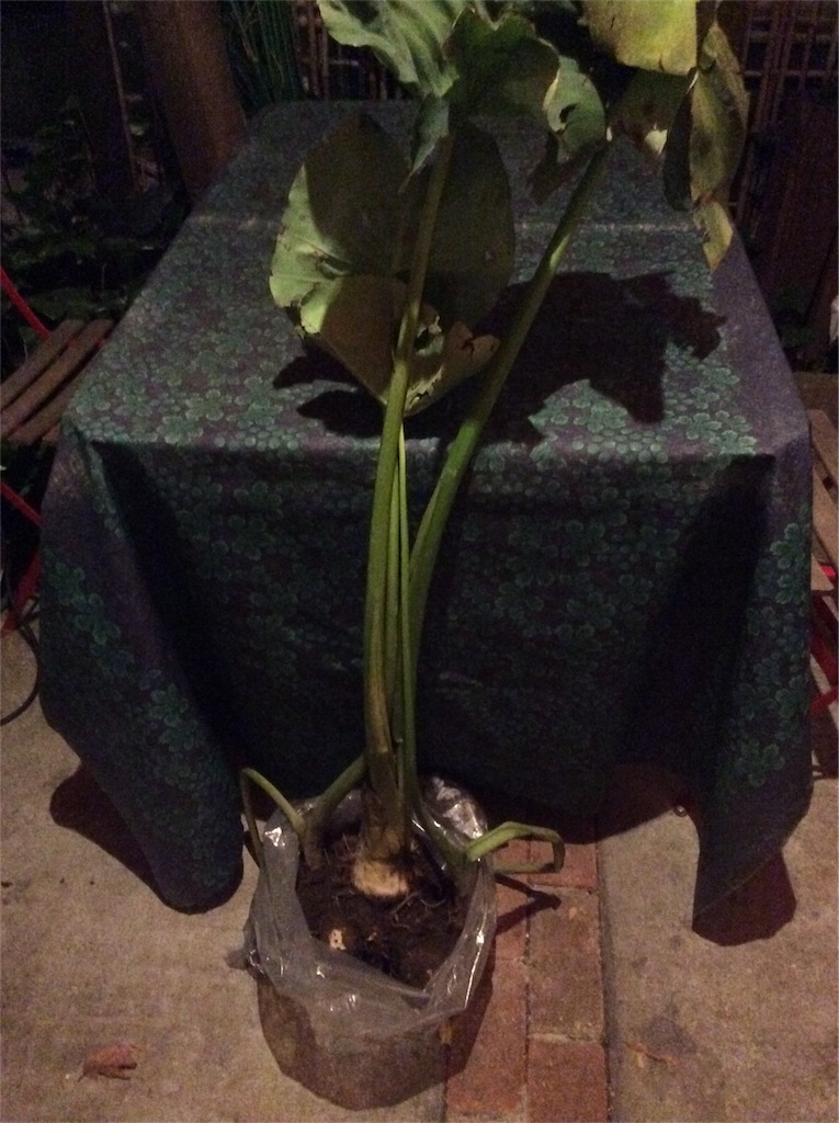 f:id:nil-cafe:20171113112126j:image