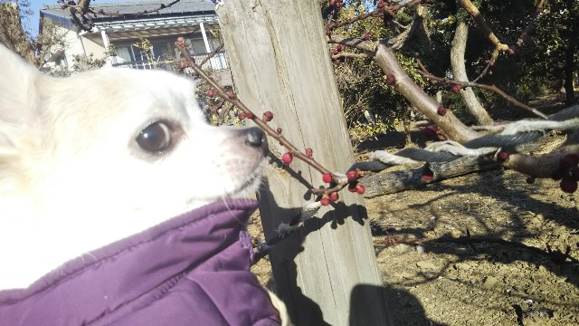 f:id:ninNIKUman:20181122061509j:image