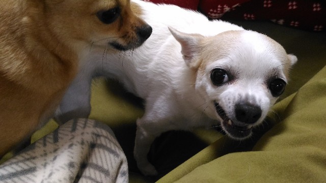 f:id:ninNIKUman:20181128153629j:image