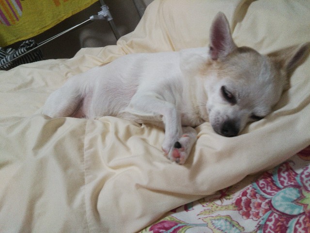 f:id:ninNIKUman:20181128153718j:image