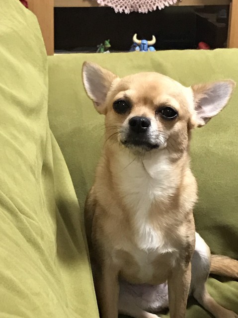 f:id:ninNIKUman:20181128153911j:image