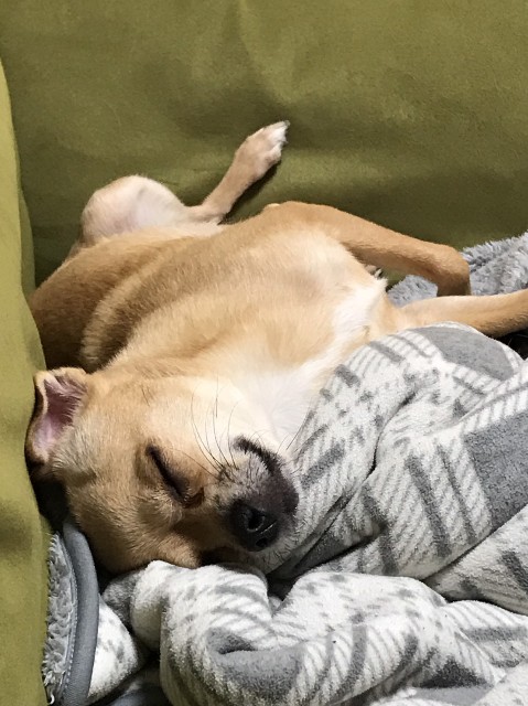 f:id:ninNIKUman:20181214064210j:image