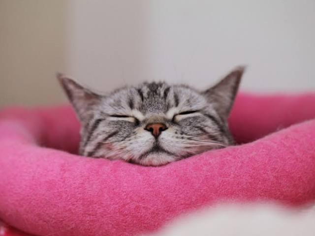 f:id:ninNIKUman:20190305040543j:image