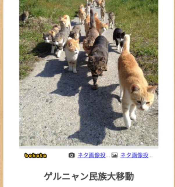 f:id:ninNIKUman:20190621074404j:image f:id:ninNIKUman:20190621074404j:image