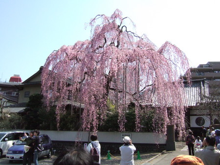 桜１