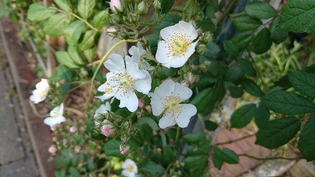 f:id:ninasimone:20180514211730j:image