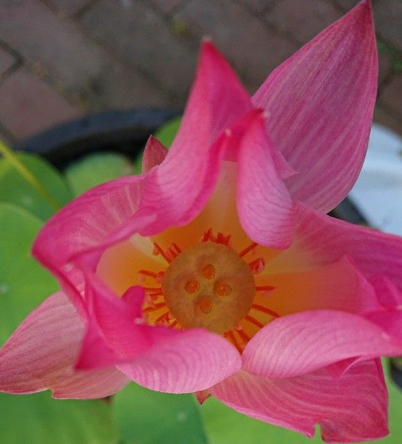 f:id:ninasimone:20180807123144j:image