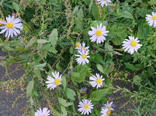 f:id:ninasimone:20181025182046j:image