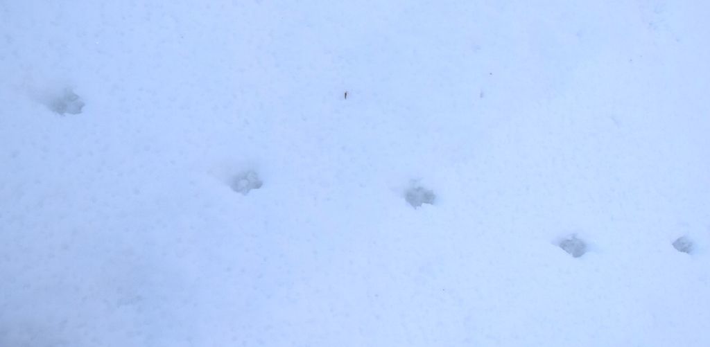 f:id:ninasimone:20190113171610j:plain