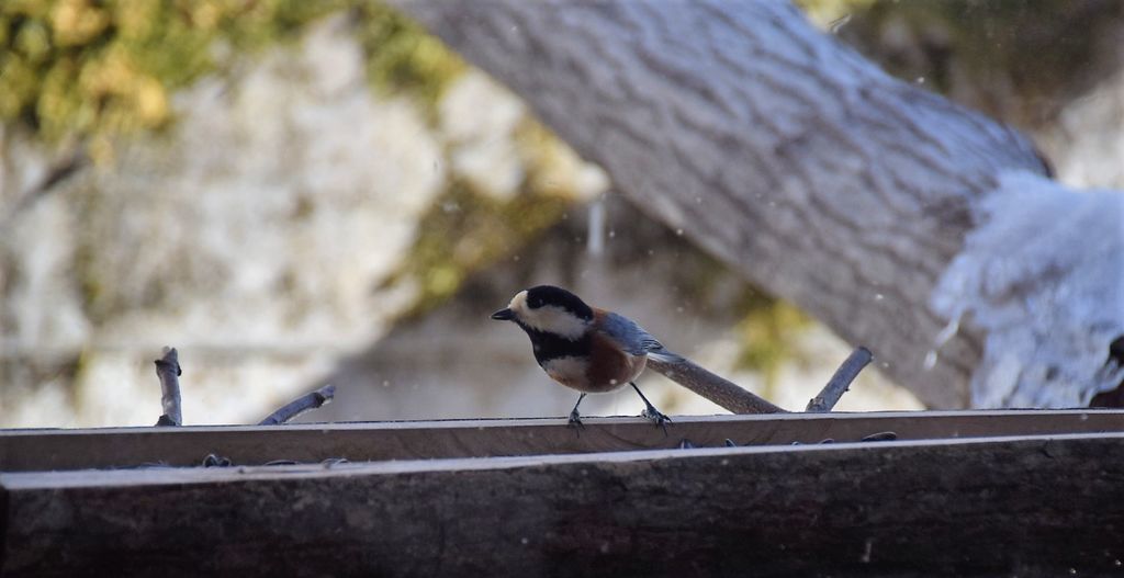 f:id:ninasimone:20190113173048j:plain