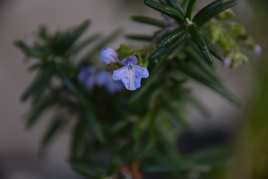 f:id:ninasimone:20190113180031j:plain f:id:ninasimone:20190113180031j:plain