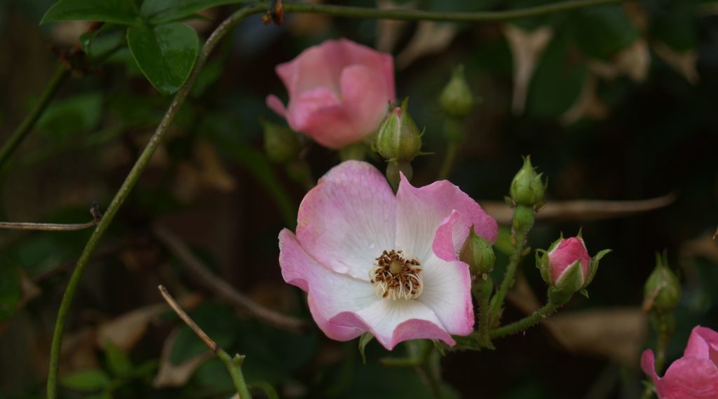 f:id:ninasimone:20190117180955j:plain f:id:ninasimone:20190117180955j:plain