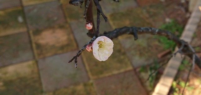 f:id:ninasimone:20190223183310j:image