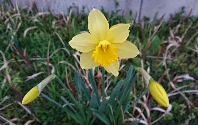 f:id:ninasimone:20190319181959j:image