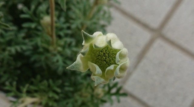 フランネルフラワーとフランネルソウ 葉っぱの手触りが共通点のようです Actinotus Helianthi この曲が心地よい