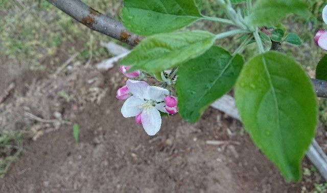 f:id:ninasimone:20190424175420j:image