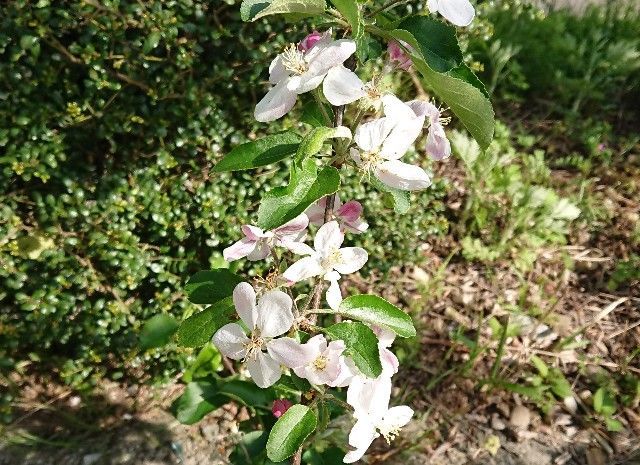 f:id:ninasimone:20190505154250j:image