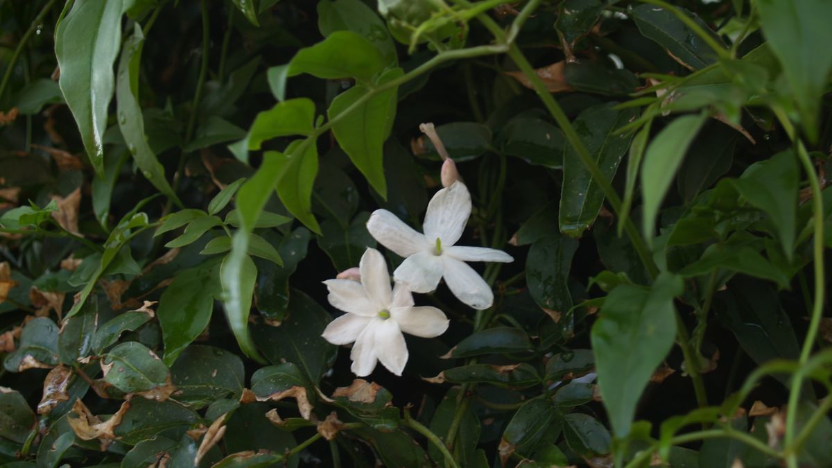 f:id:ninasimone:20190512150339j:plain f:id:ninasimone:20190512150339j:plain