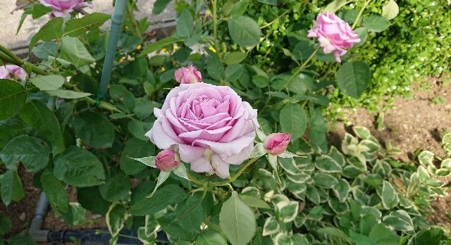 f:id:ninasimone:20190529082844j:image f:id:ninasimone:20190529082844j:image