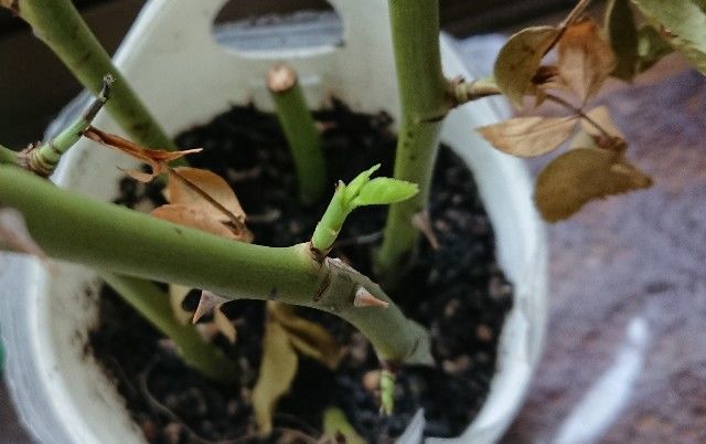 f:id:ninasimone:20190614180328j:image f:id:ninasimone:20190614180328j:image