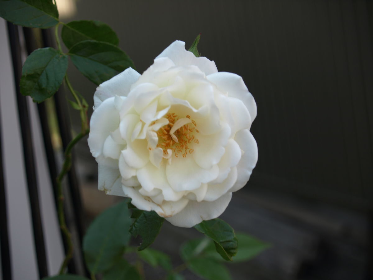 f:id:ninasimone:20190614182221j:plain f:id:ninasimone:20190614182221j:plain