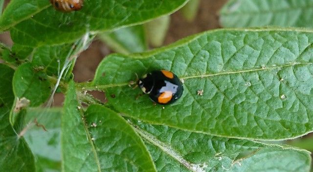 てんとう虫 プレイポップ IR RCてんとうむし(赤外線通信) トイザらス限定 | Toys”R