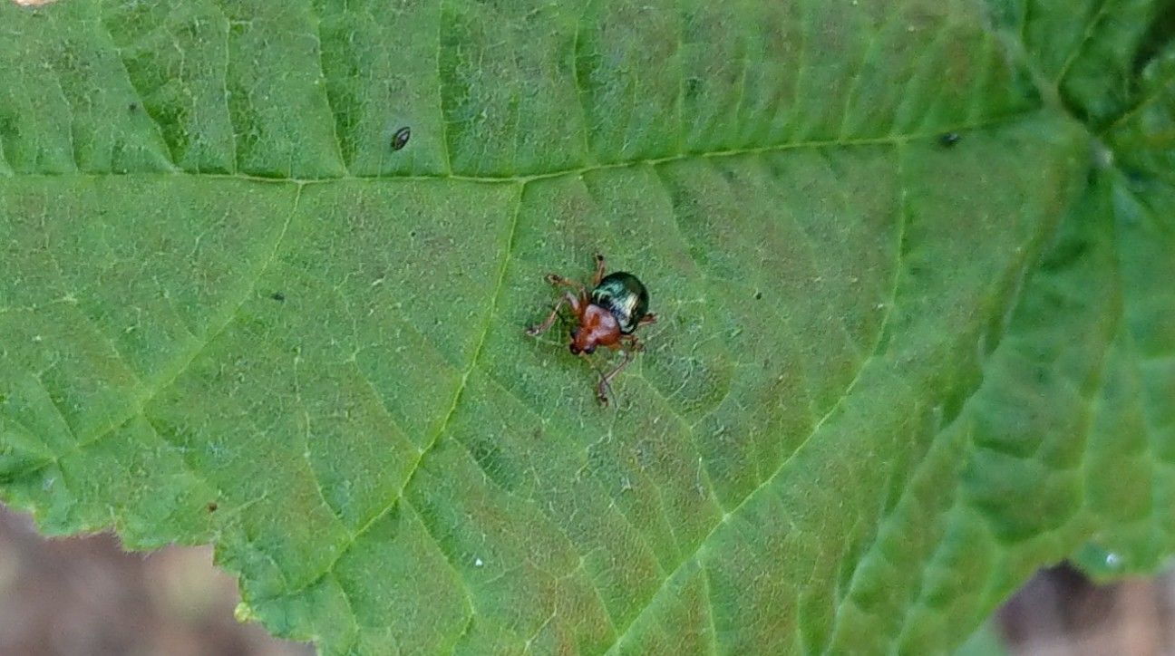 f:id:ninasimone:20190624062652j:image