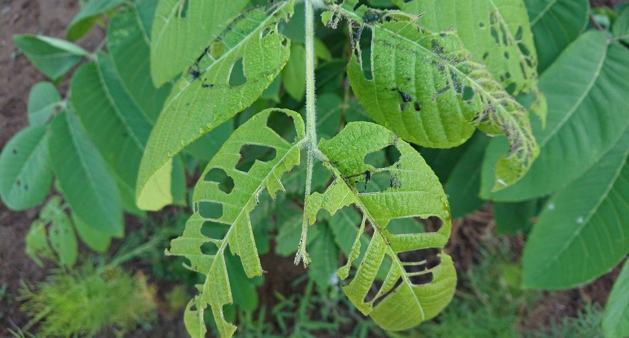 f:id:ninasimone:20190624062800j:image