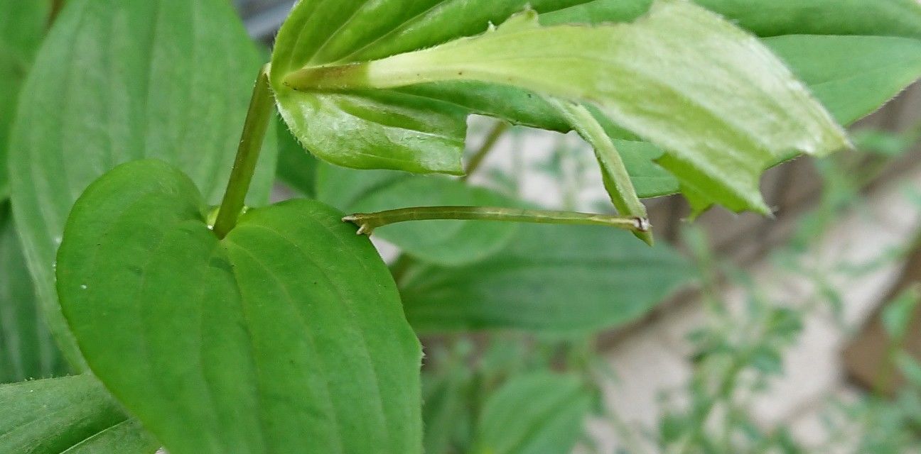 f:id:ninasimone:20190624230726j:image