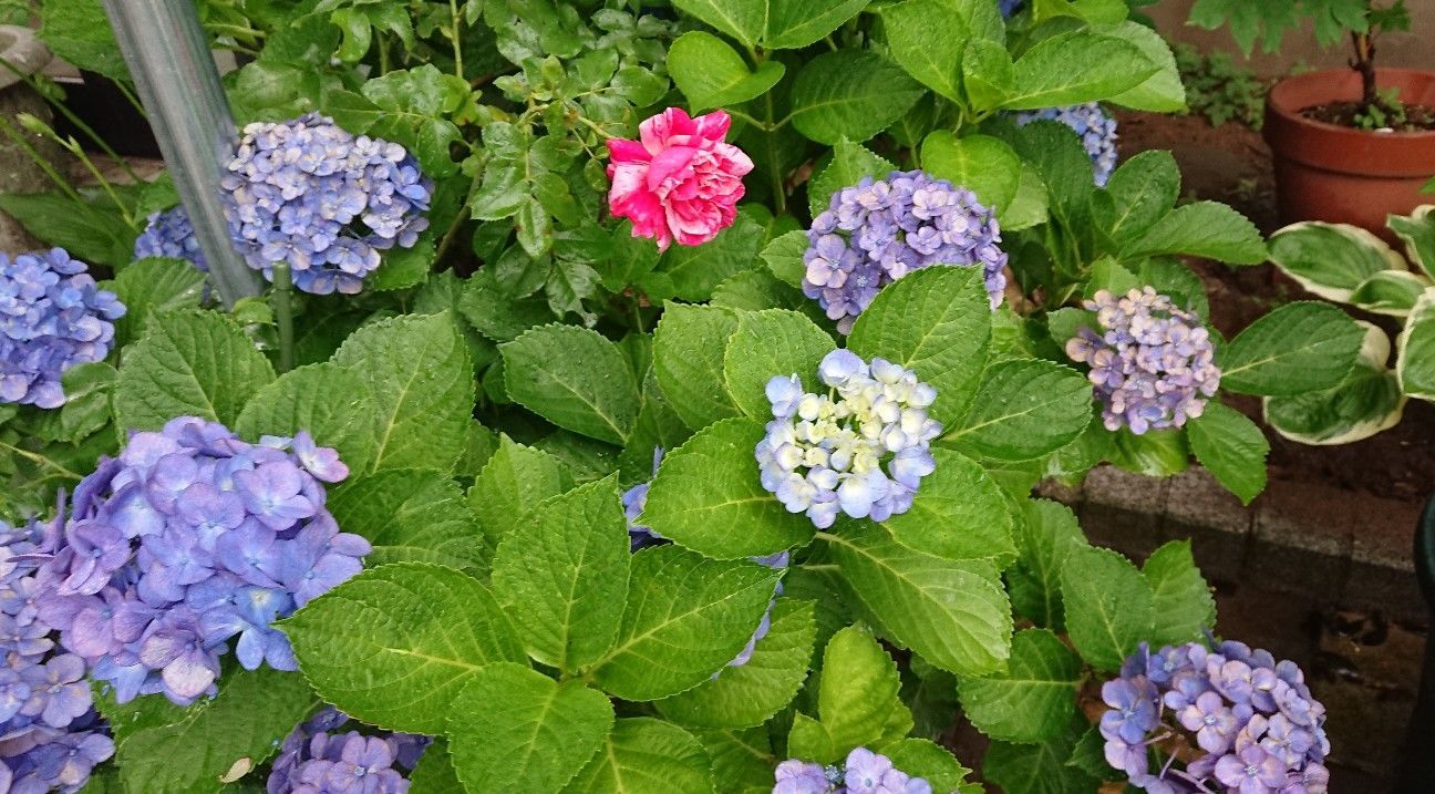 f:id:ninasimone:20190630092101j:image