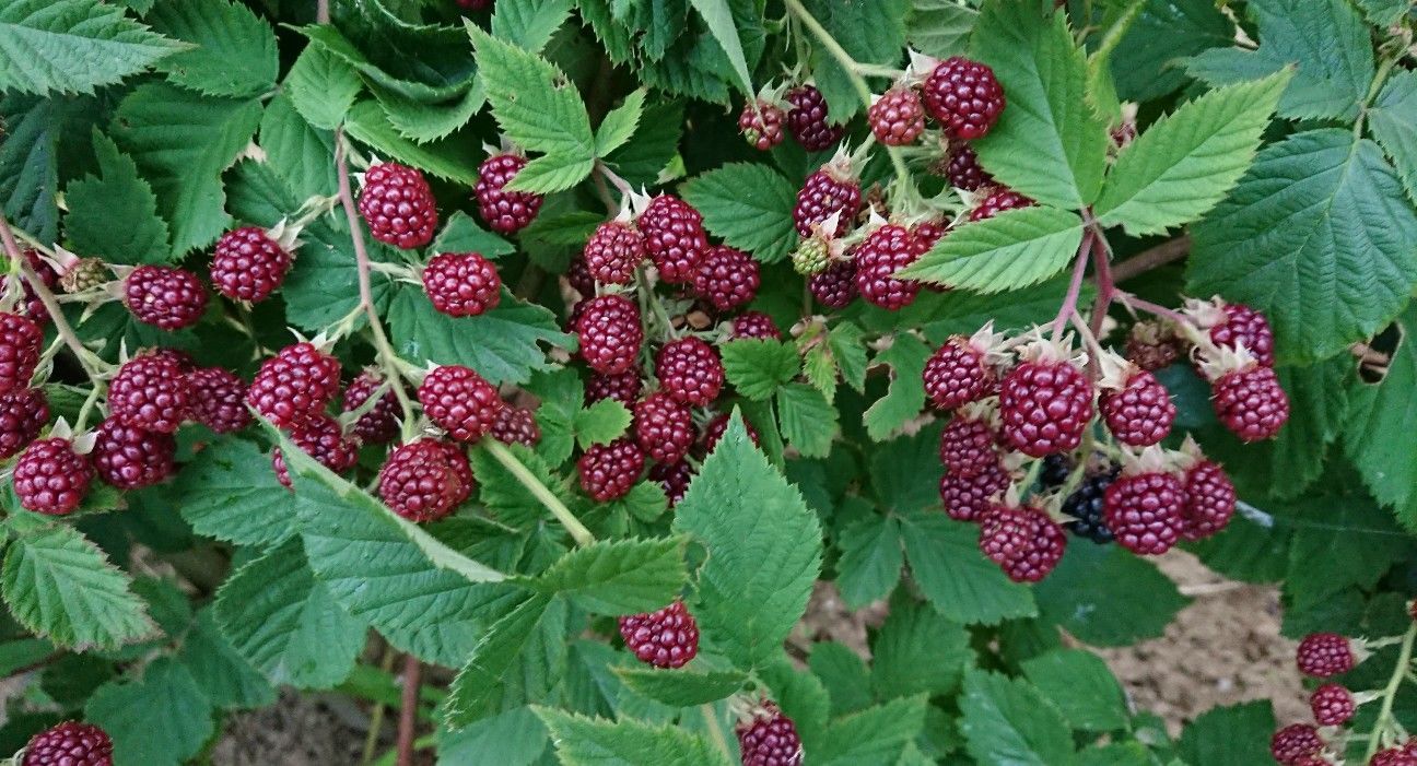 f:id:ninasimone:20190711065807j:image f:id:ninasimone:20190711065807j:image