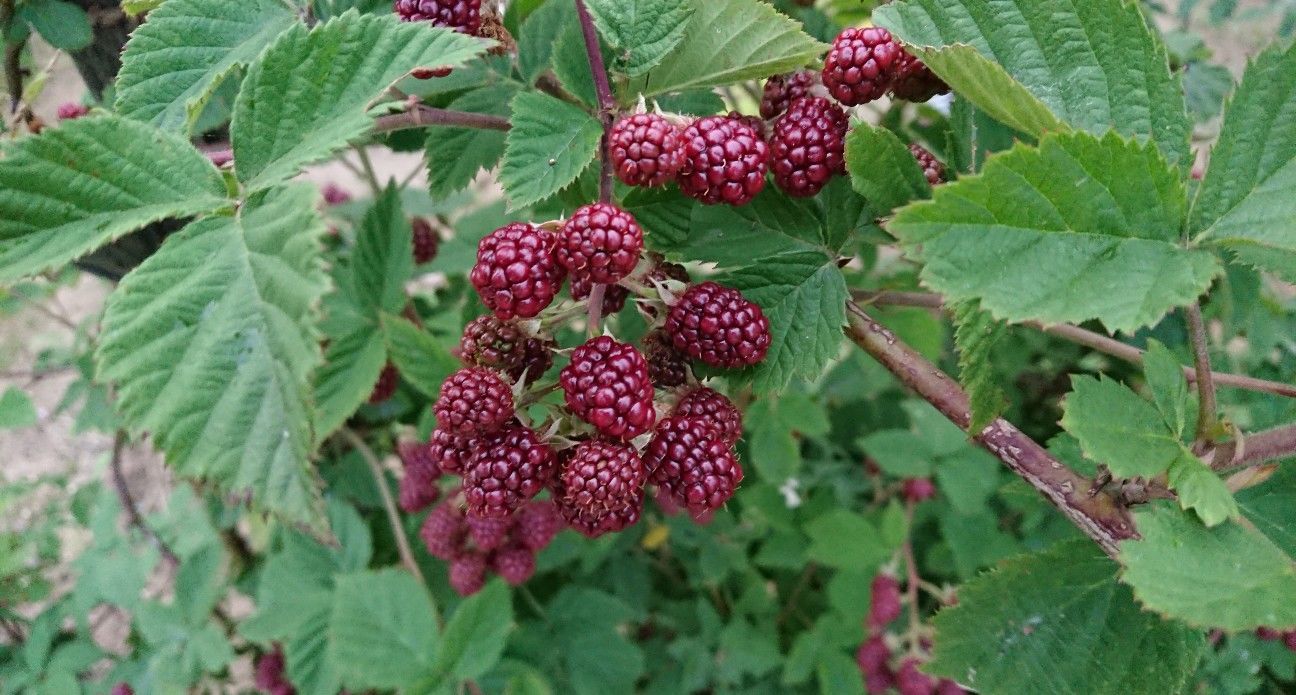 f:id:ninasimone:20190711065841j:image f:id:ninasimone:20190711065841j:image