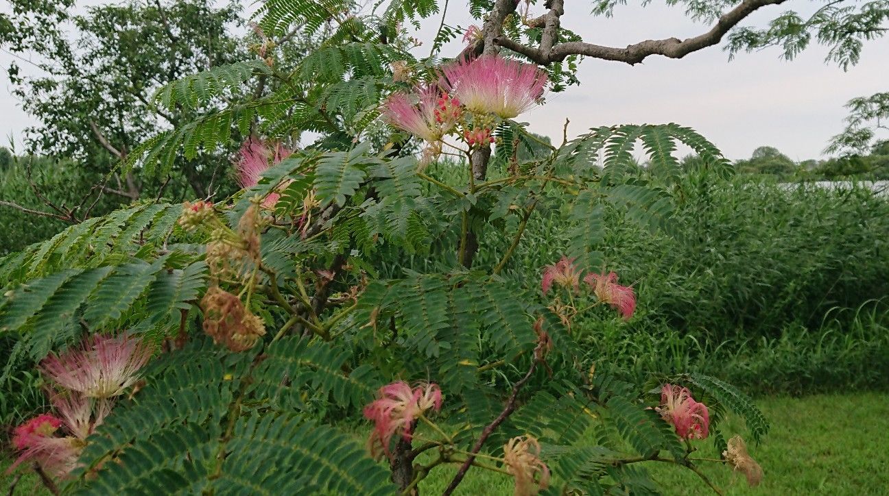 f:id:ninasimone:20190713231908j:image
