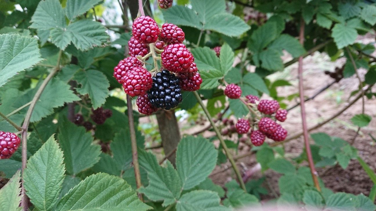 f:id:ninasimone:20190715200814j:image f:id:ninasimone:20190715200814j:image