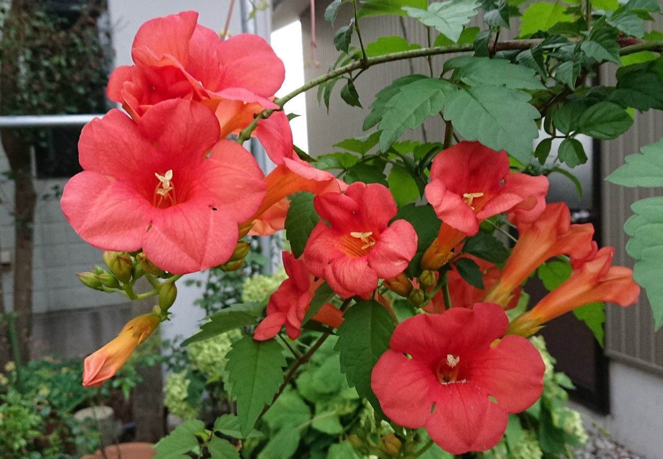 f:id:ninasimone:20190801080100j:image
