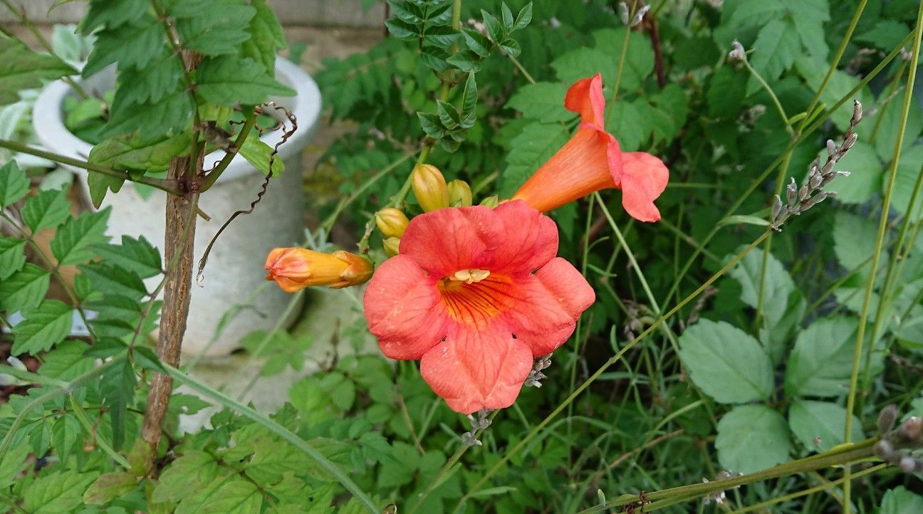 f:id:ninasimone:20190801080118j:image