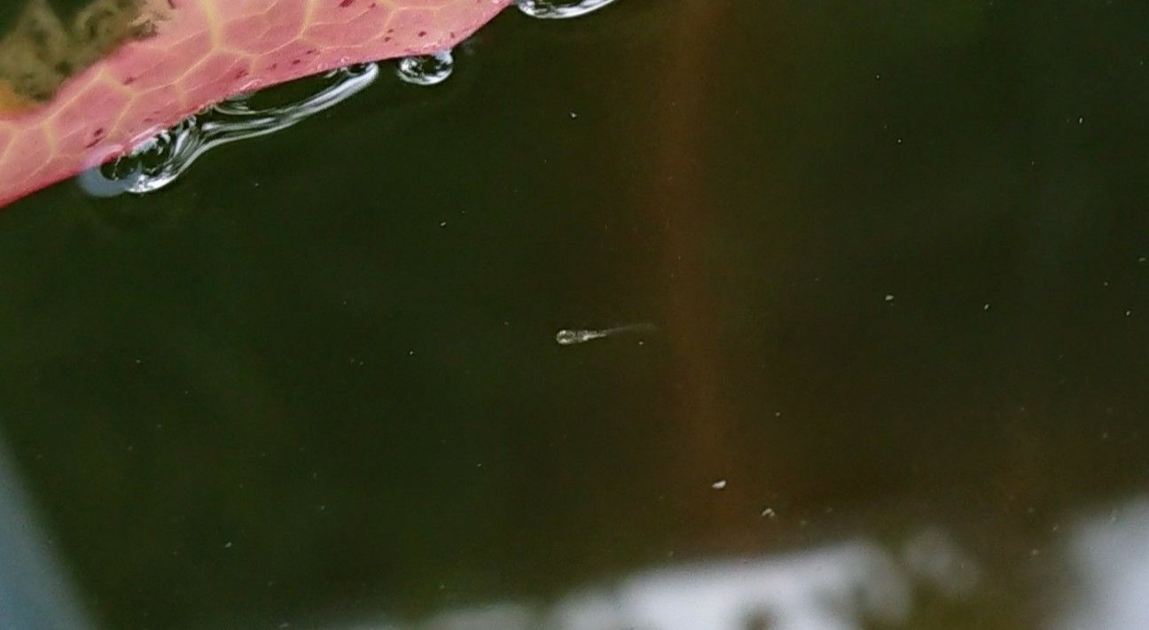 f:id:ninasimone:20190905080535j:image f:id:ninasimone:20190905080535j:image