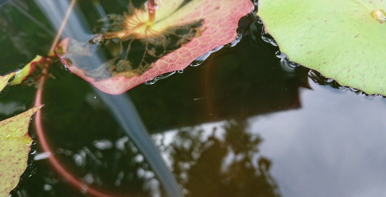 f:id:ninasimone:20190905124436j:image f:id:ninasimone:20190905124436j:image