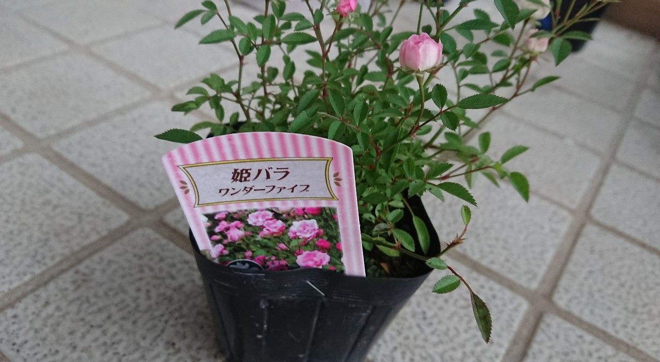 f:id:ninasimone:20191023225243j:image